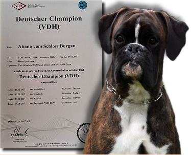 Abano vom Schloss Burgau-Deutscher Champion VDH
