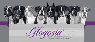 Glogosia-Banner